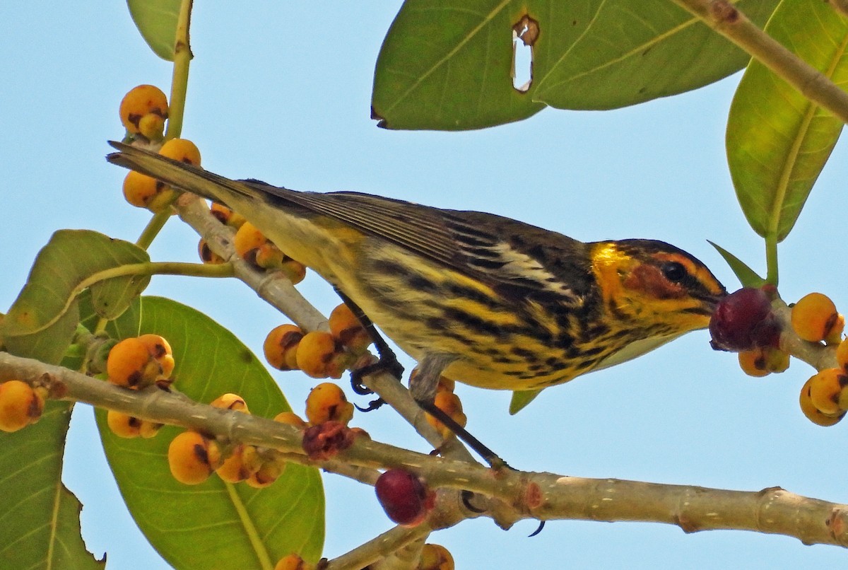 Cape May Warbler - ML617837336