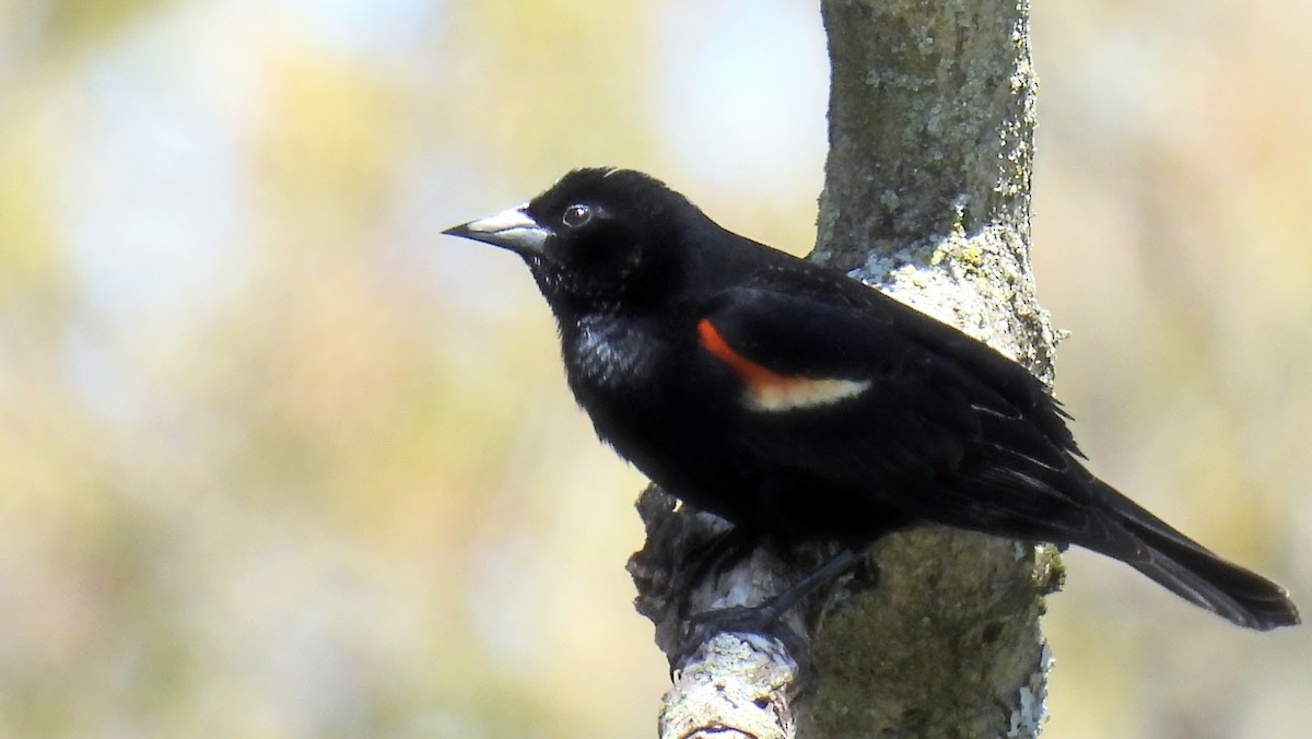 Red-winged Blackbird - ML617837367
