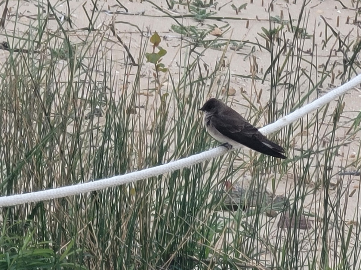 Northern Rough-winged Swallow - ML617837400