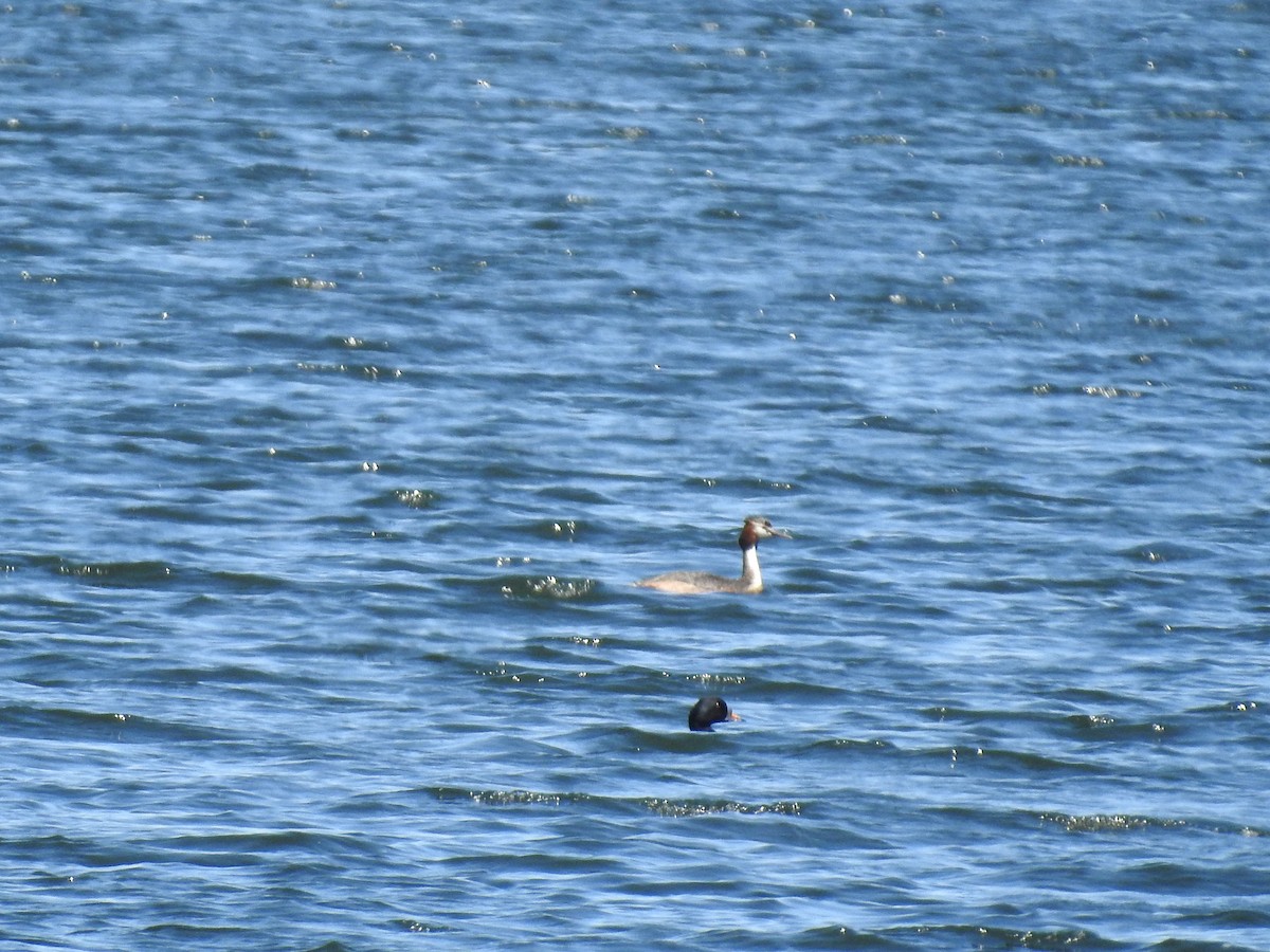 Great Crested Grebe - ML617837424