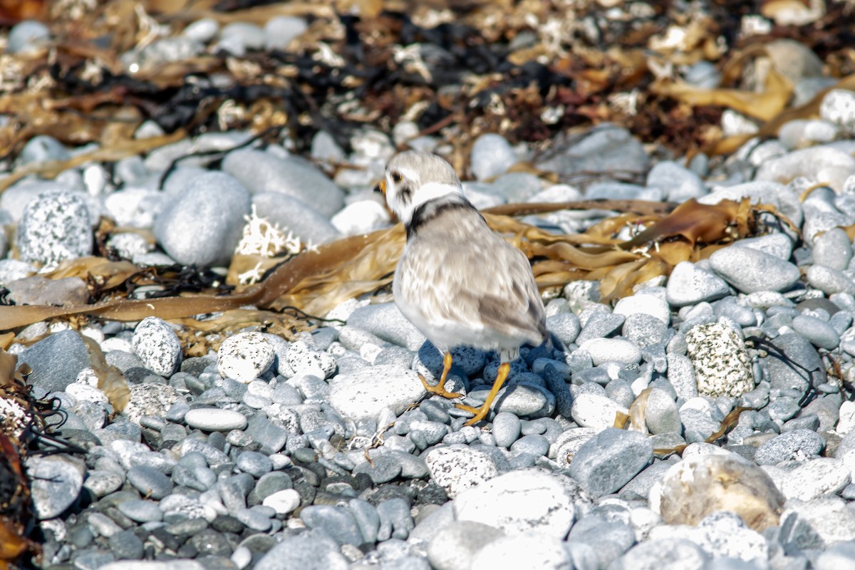 Piping Plover - ML617837514