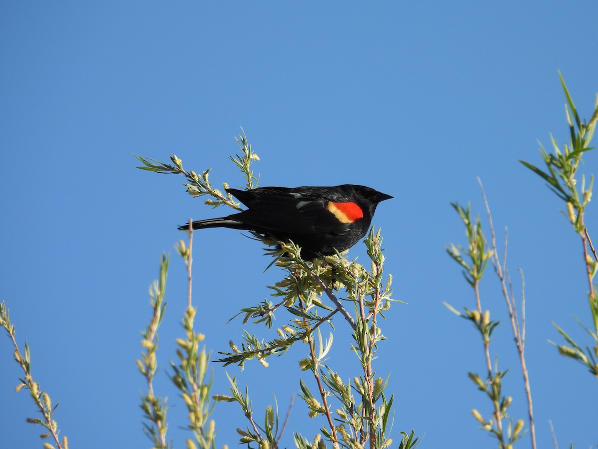 Red-winged Blackbird - ML617837560