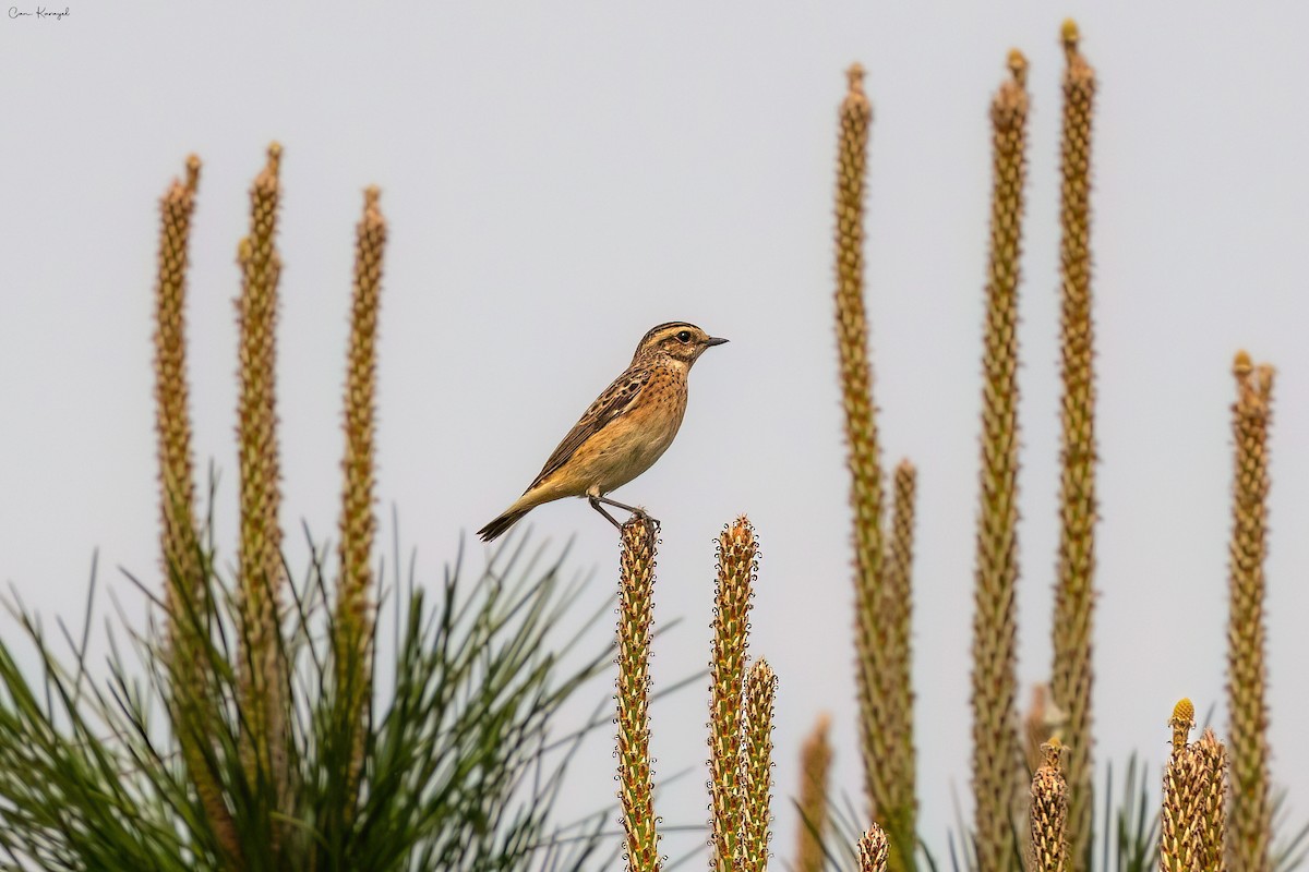 Whinchat - ML617837679