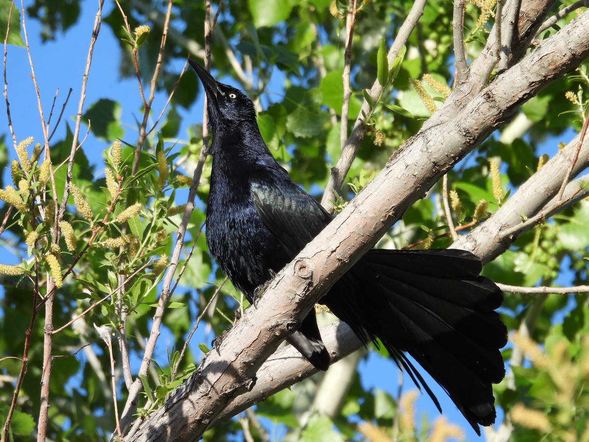 Great-tailed Grackle - ML617837702
