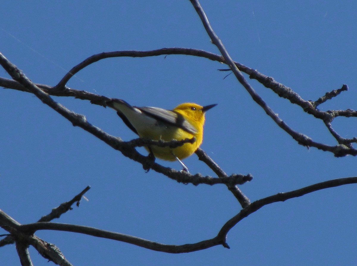 Prothonotary Warbler - ML617837715
