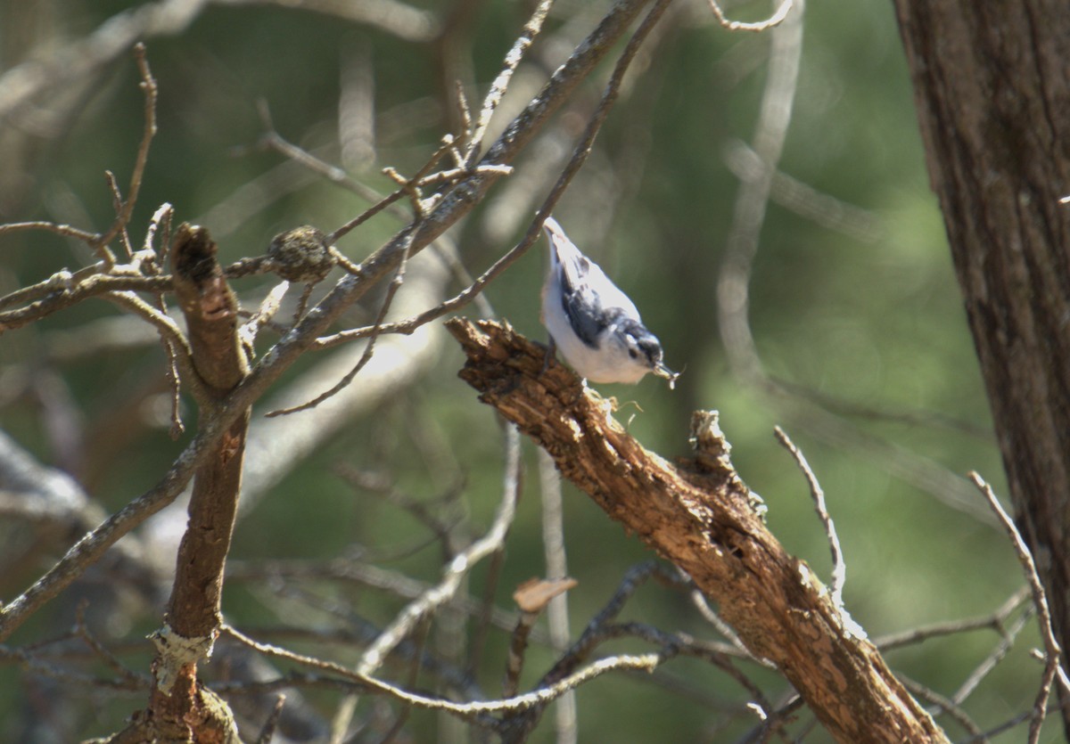 White-breasted Nuthatch - ML617837775