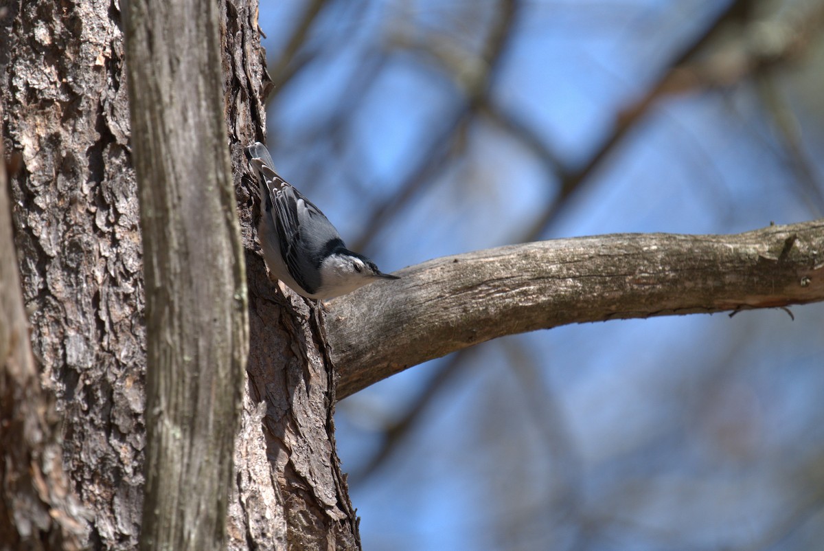 White-breasted Nuthatch - ML617837776