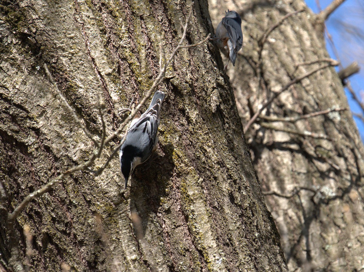 White-breasted Nuthatch - ML617837777