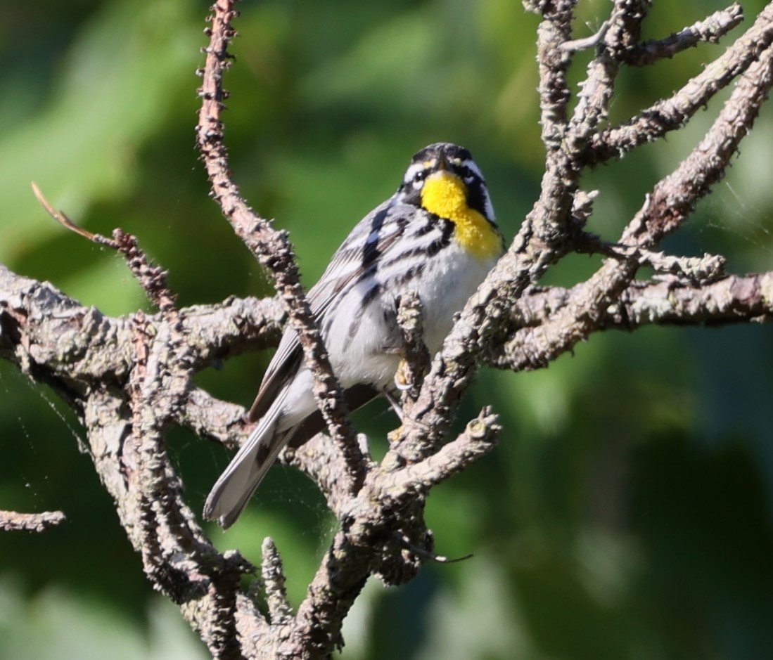 Yellow-throated Warbler - ML617837779