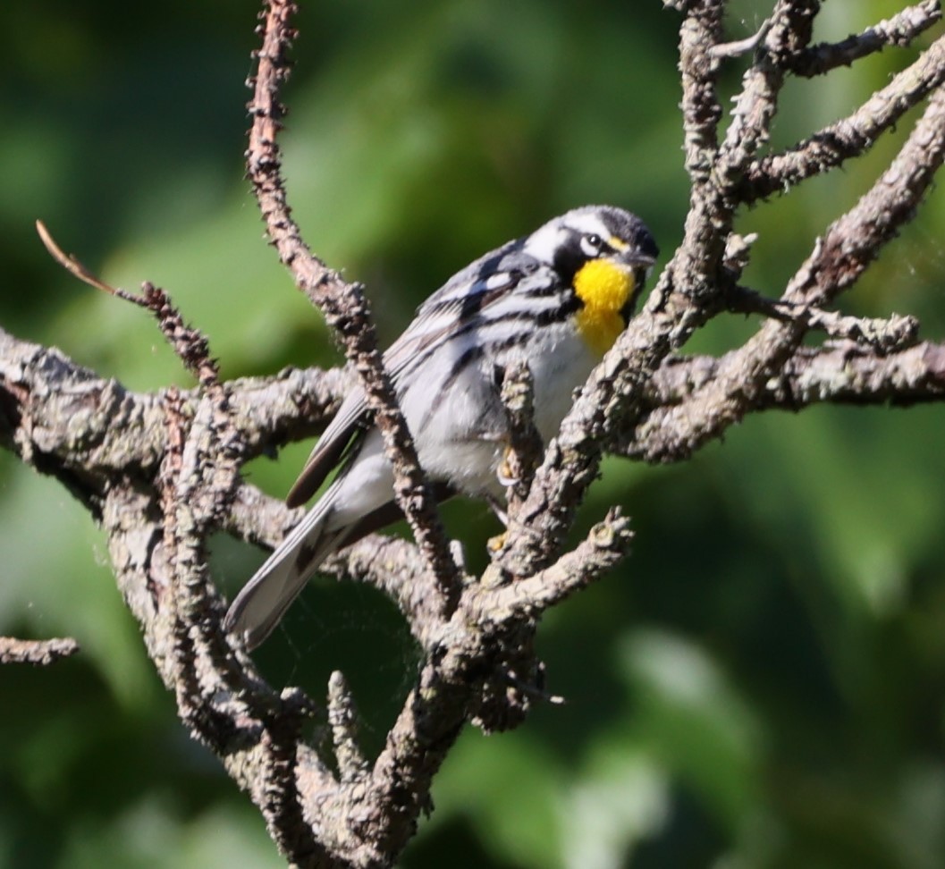 Yellow-throated Warbler - ML617837780