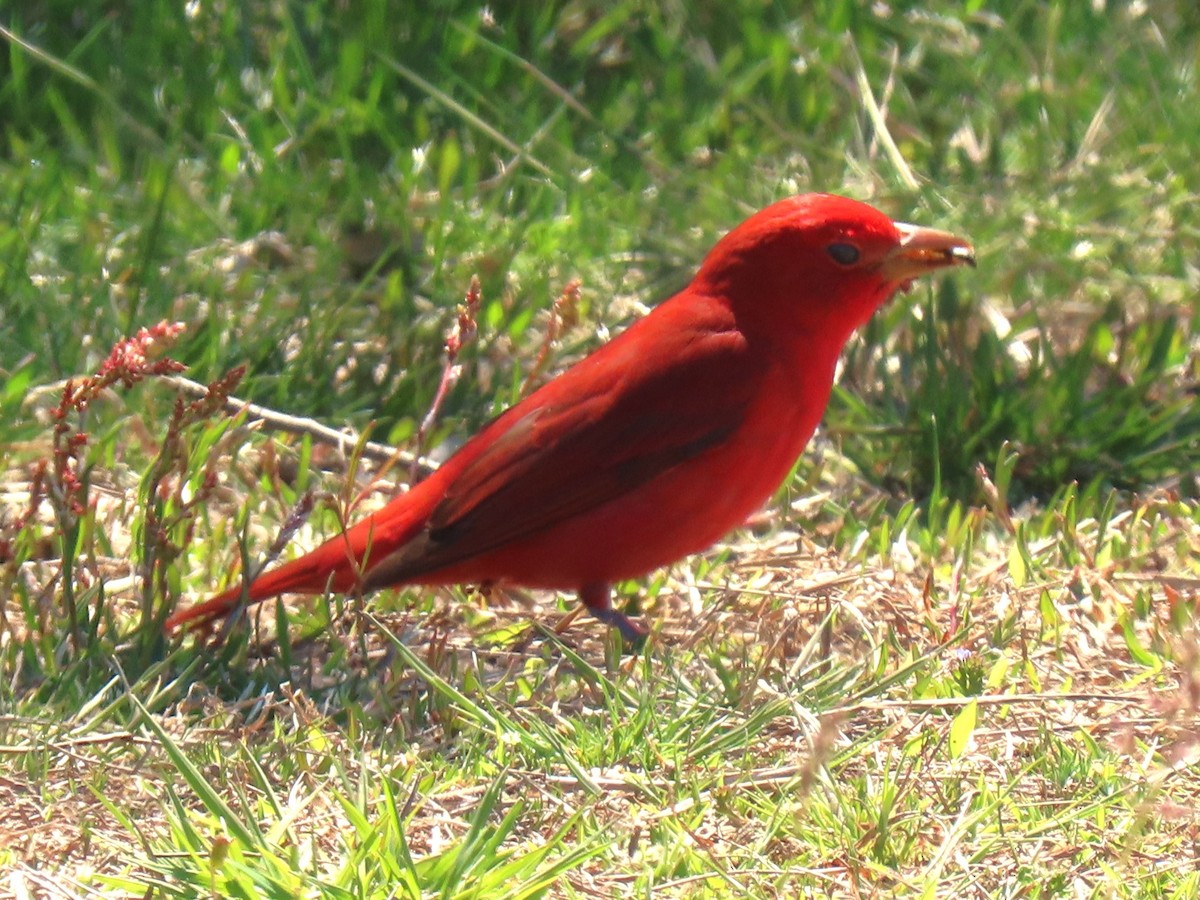 Summer Tanager - John Gaglione