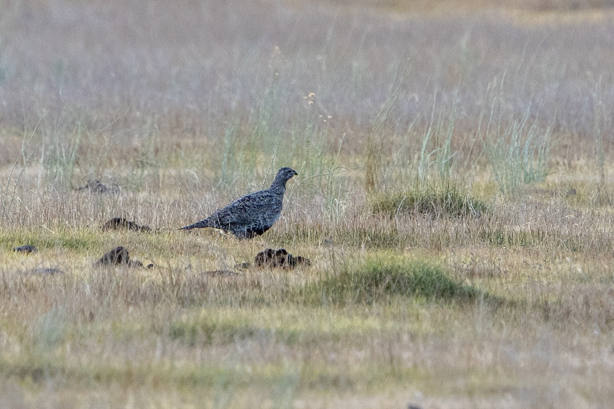 Greater Sage-Grouse - ML617837880