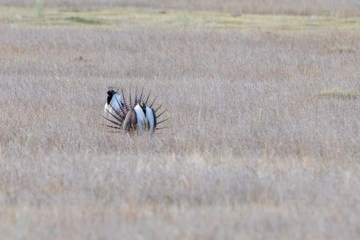 Greater Sage-Grouse - ML617837881