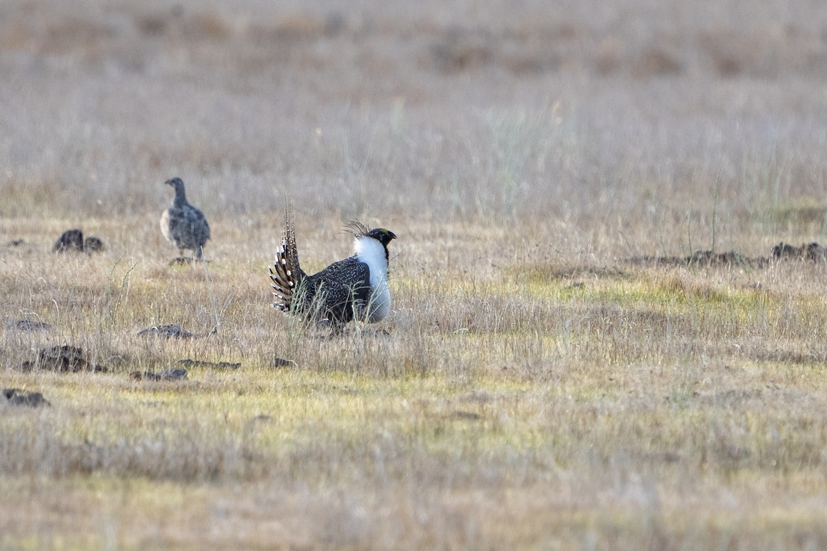 Greater Sage-Grouse - ML617837882