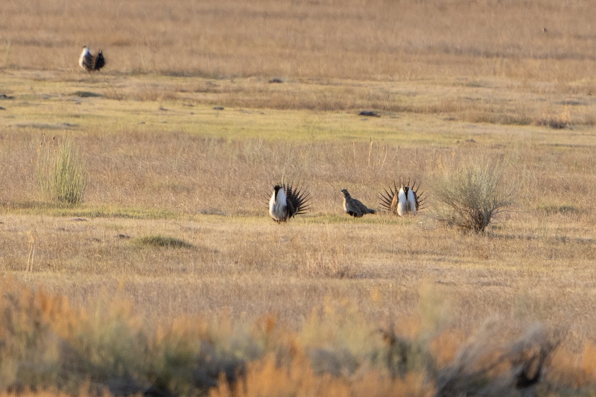 Greater Sage-Grouse - ML617837883