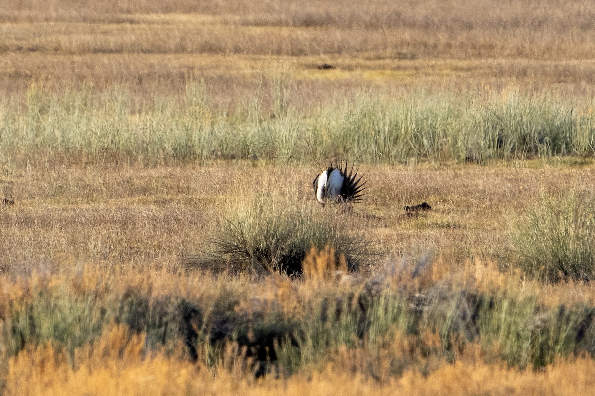 Greater Sage-Grouse - ML617837884