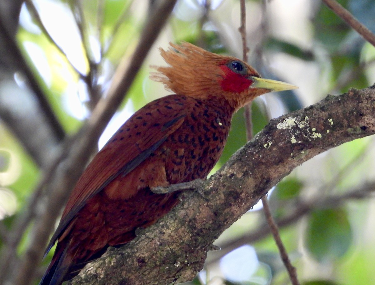Chestnut-colored Woodpecker - Kisa Weeman