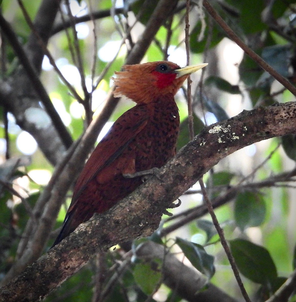 Chestnut-colored Woodpecker - ML617837928