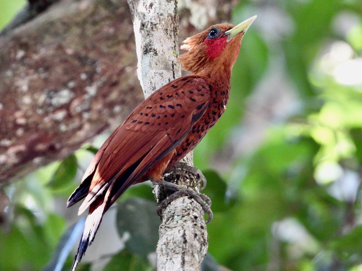 Chestnut-colored Woodpecker - ML617837929
