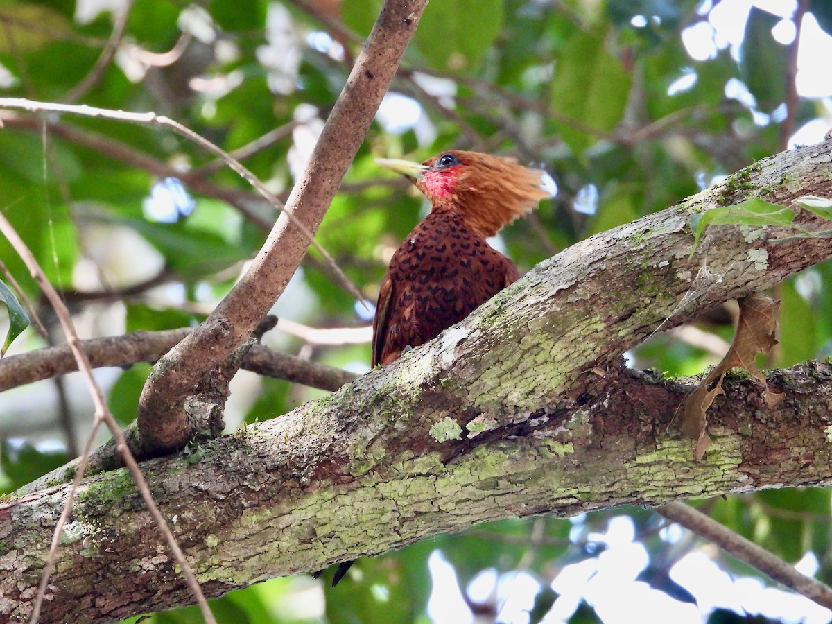 Chestnut-colored Woodpecker - ML617837931