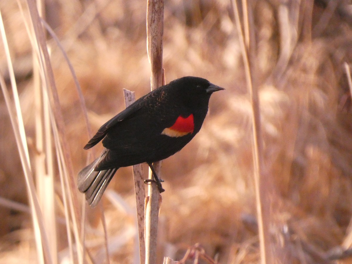Red-winged Blackbird - ML617837943