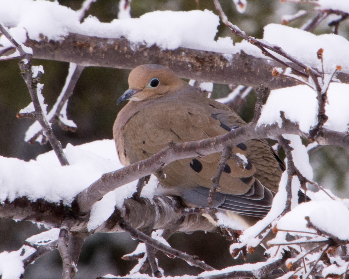 eBird Checklist - 23 Apr 2024 - 191 Fish Hatchery Road Dorion - 18 species