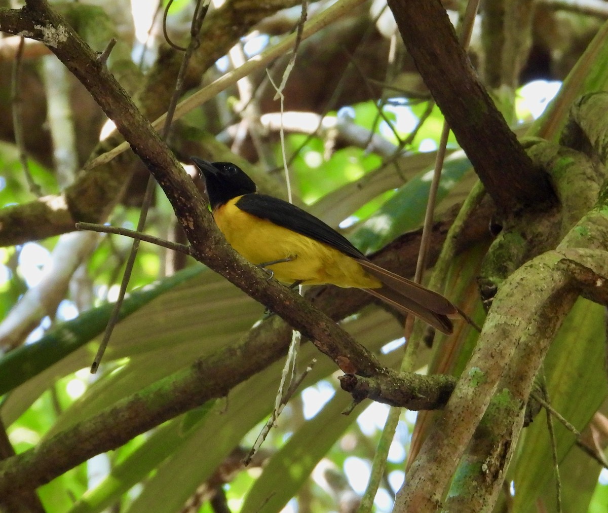 Black-throated Shrike-Tanager - Kisa Weeman