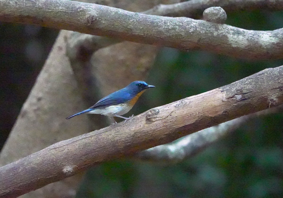 Indochinese Blue Flycatcher - Peter Burke