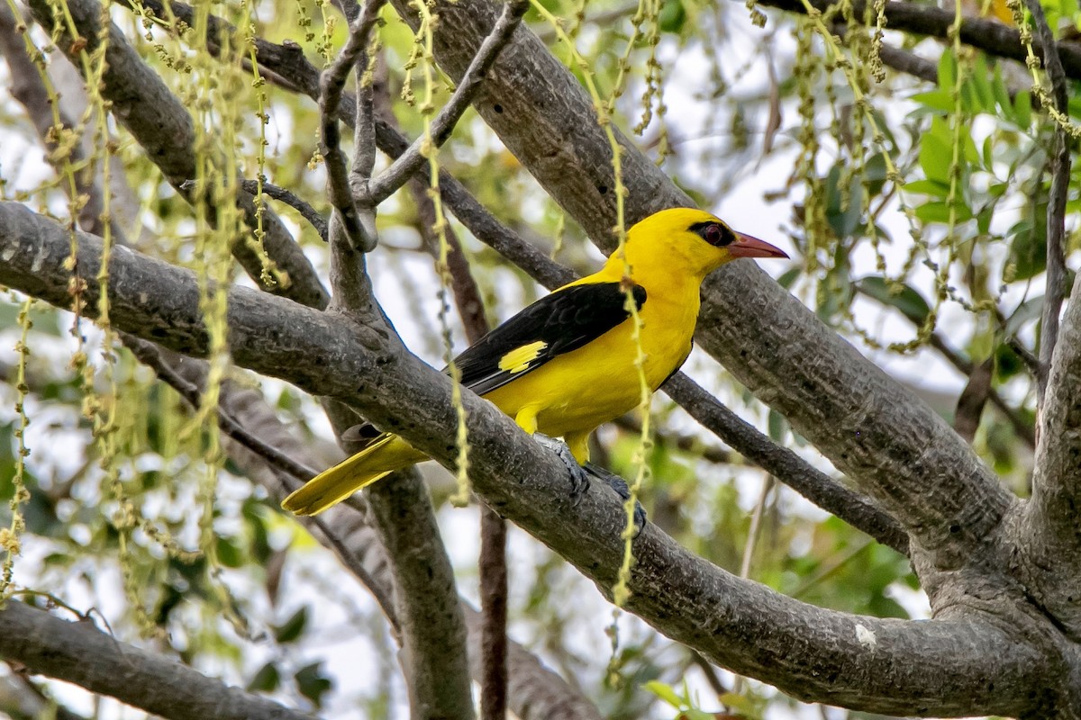 Indian Golden Oriole - ML617838061