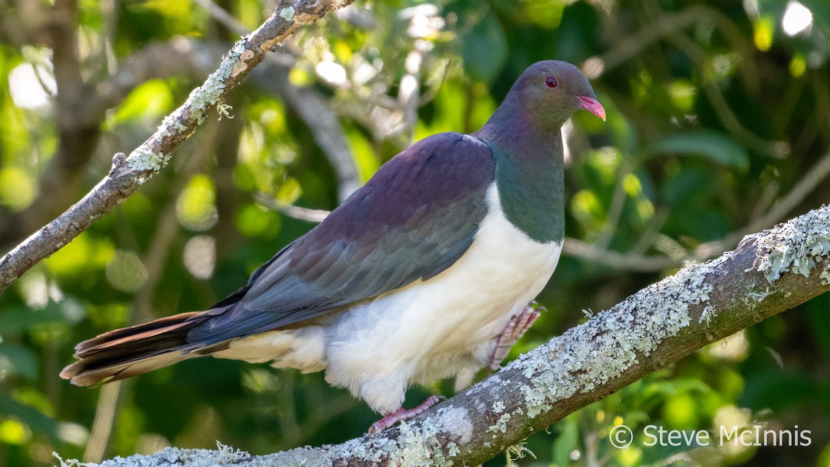 New Zealand Pigeon - Steve McInnis