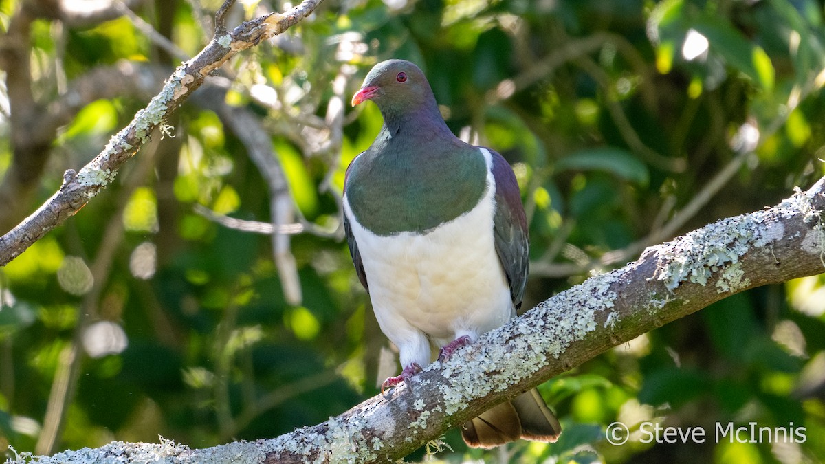New Zealand Pigeon - Steve McInnis