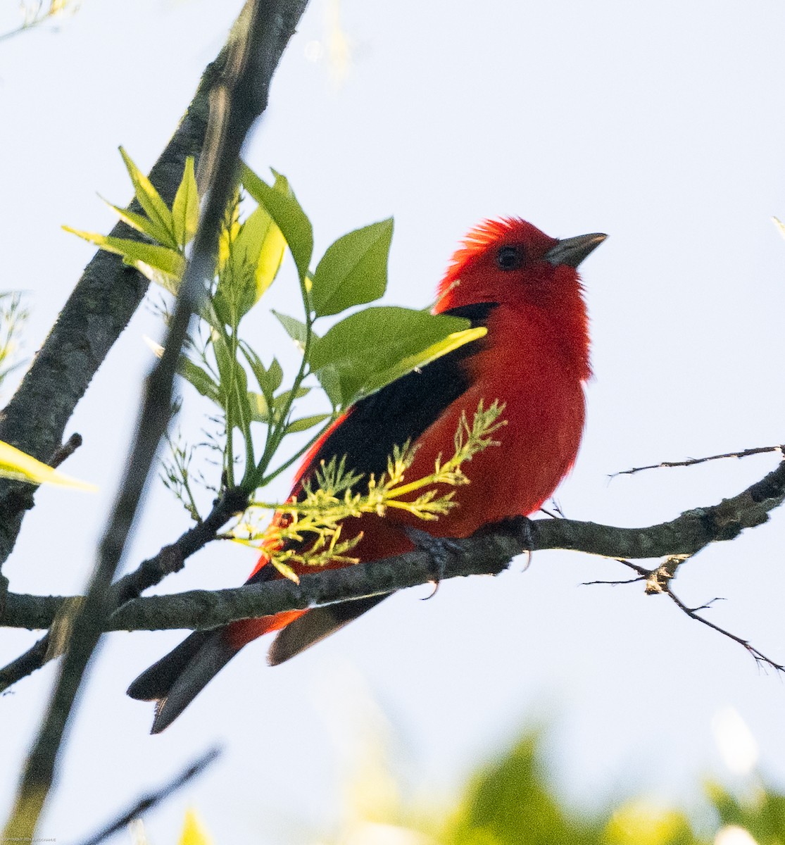 Scarlet Tanager - ML617838147