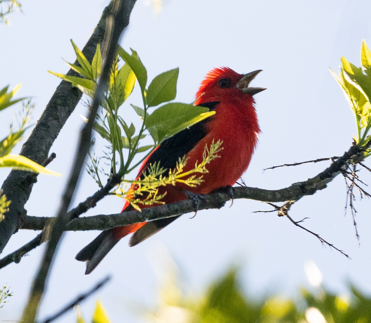 Scarlet Tanager - ML617838148