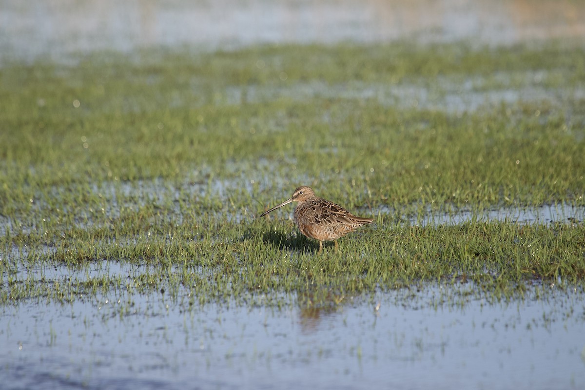 Long-billed Dowitcher - ML617838204