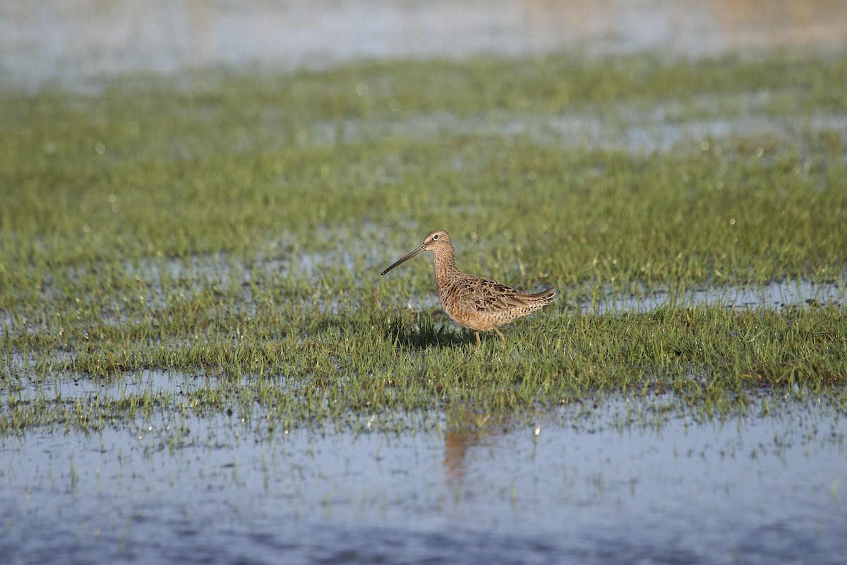 Long-billed Dowitcher - ML617838208