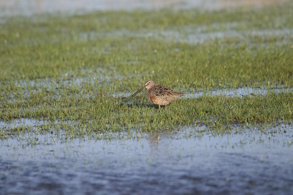 Long-billed Dowitcher - ML617838209