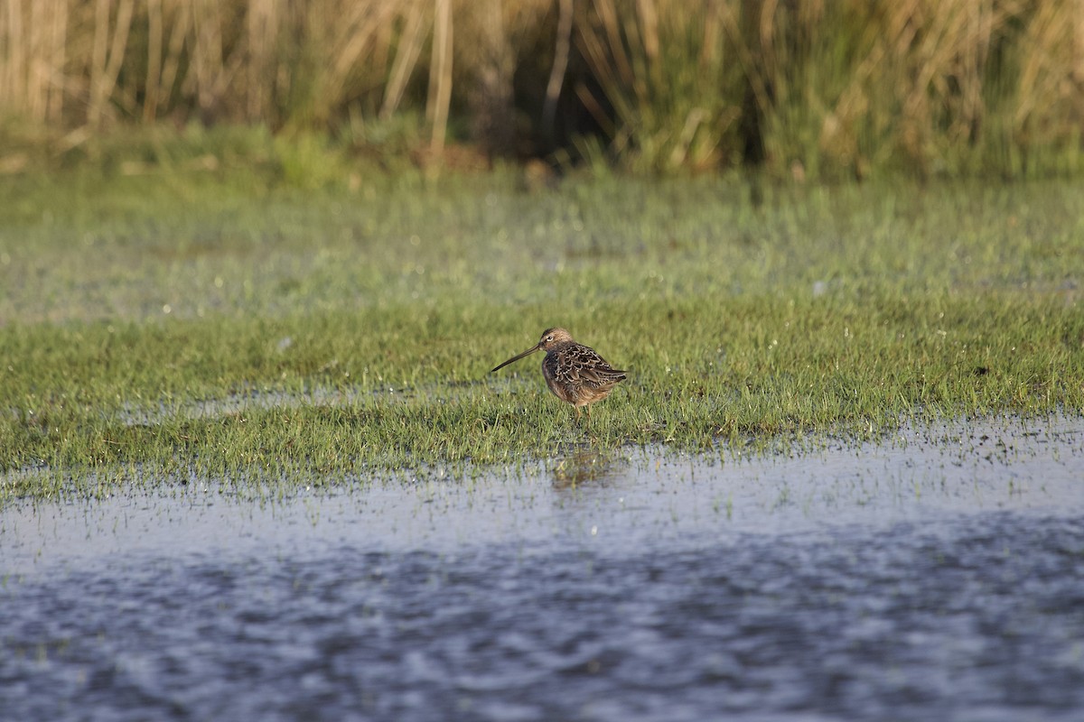 Long-billed Dowitcher - ML617838210