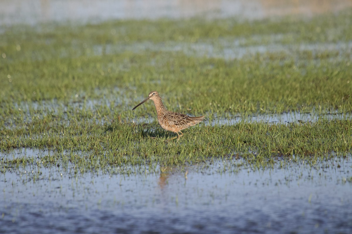 Long-billed Dowitcher - ML617838211