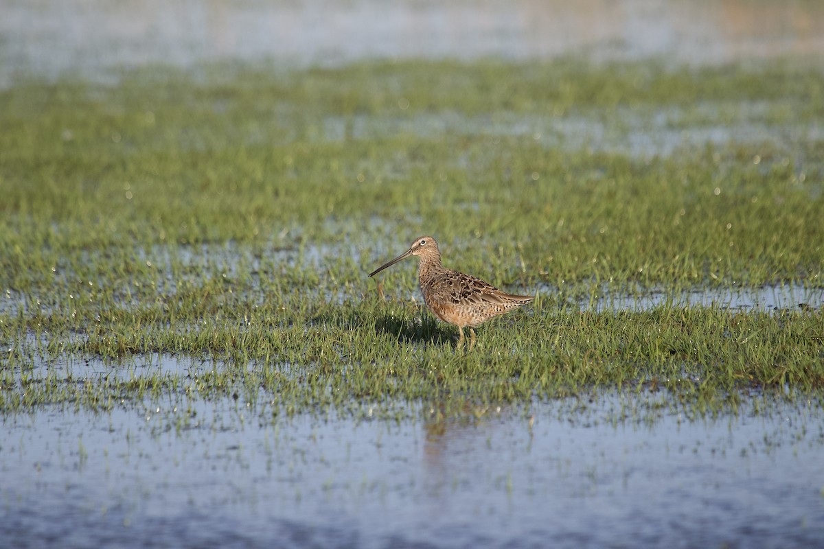 Long-billed Dowitcher - ML617838212