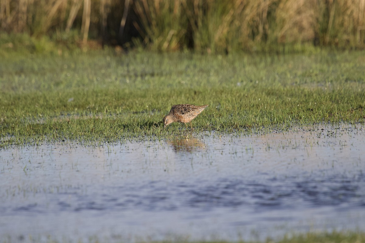 Long-billed Dowitcher - ML617838213