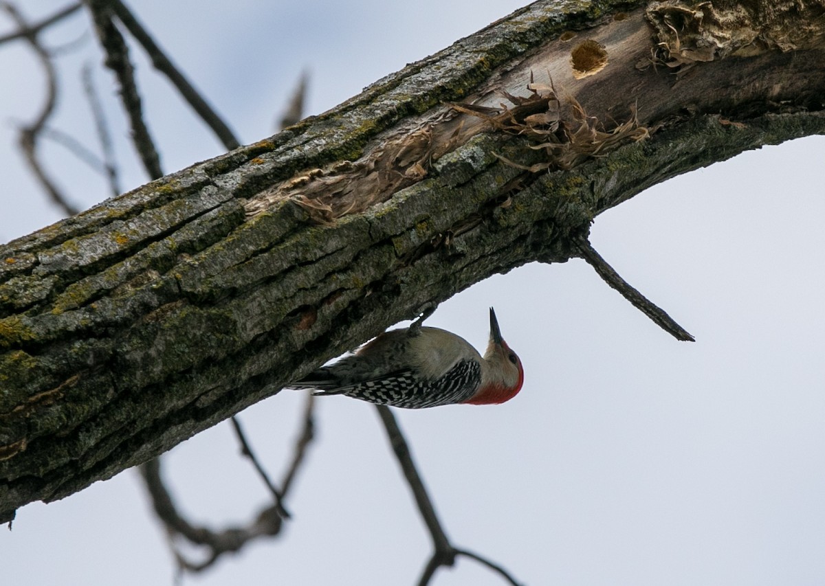 Red-bellied Woodpecker - Byron & Karyl Rice