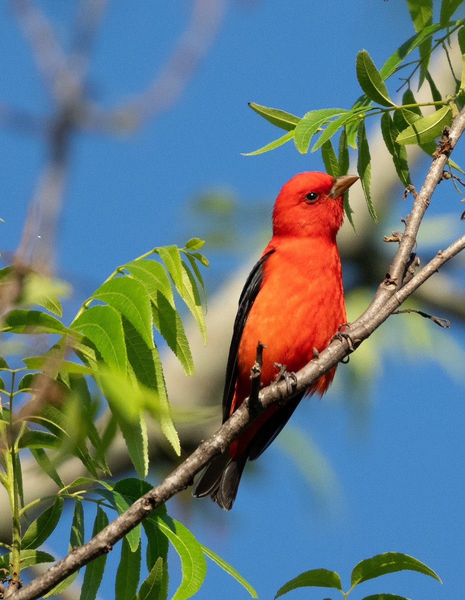 Scarlet Tanager - ML617838275