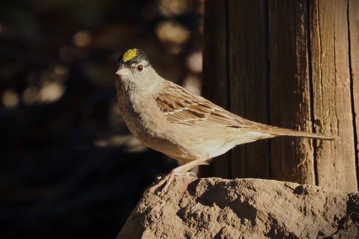 Golden-crowned Sparrow - ML617838281
