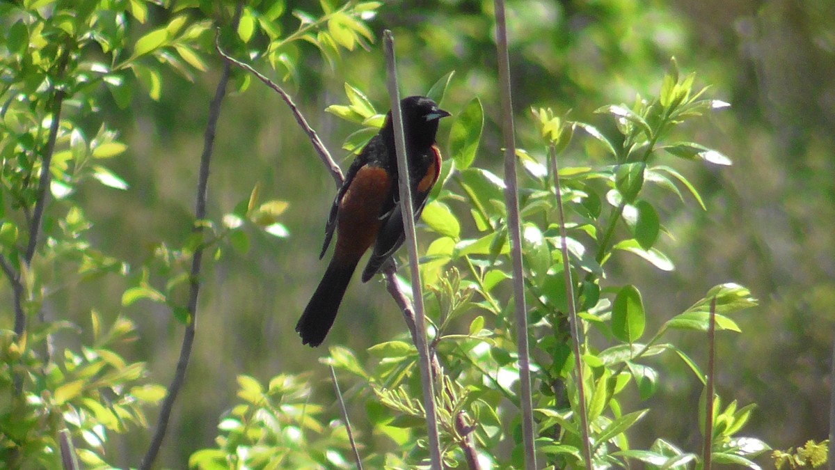 Orchard Oriole - ML617838286
