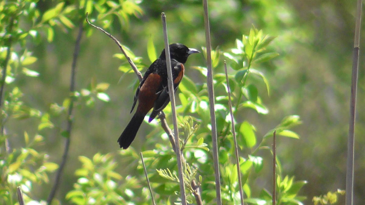 Orchard Oriole - ML617838293