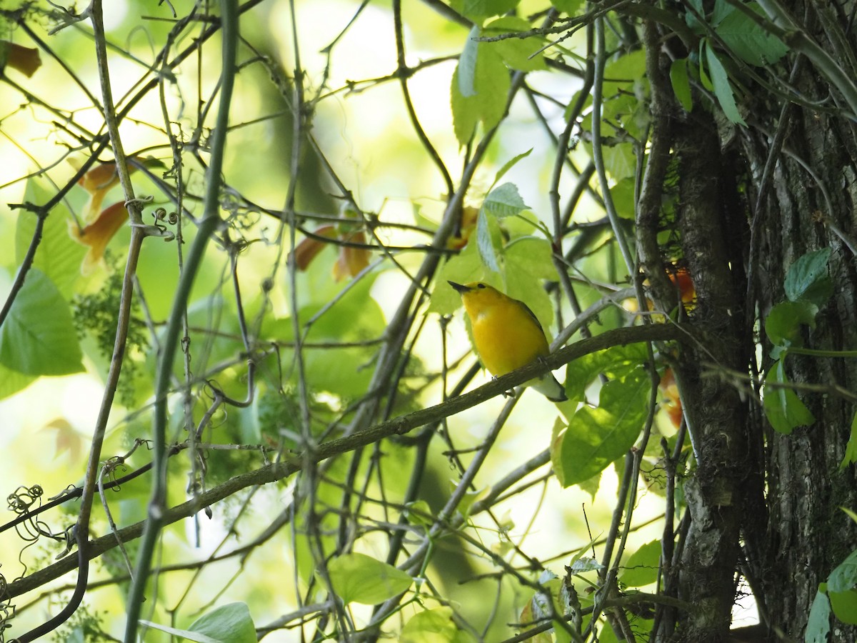 Prothonotary Warbler - ML617838368