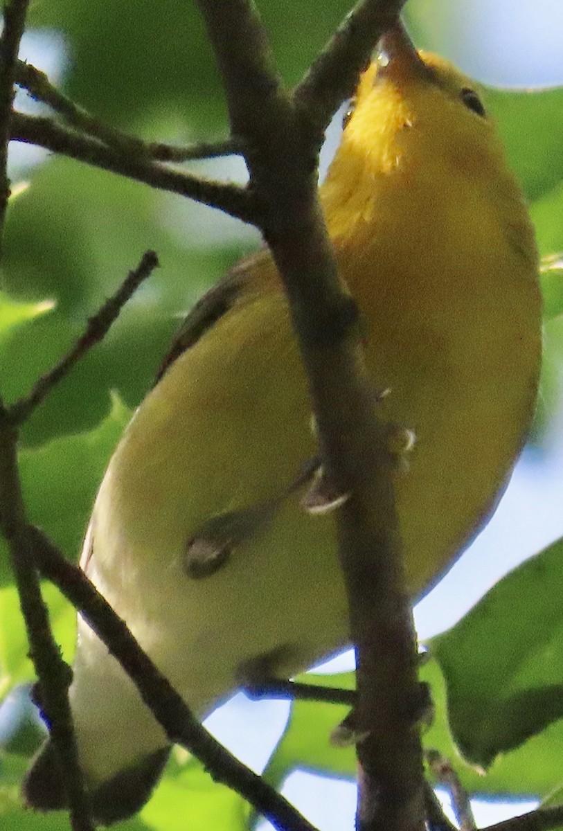 Prothonotary Warbler - ML617838386