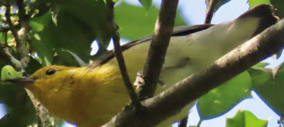 Prothonotary Warbler - ML617838396