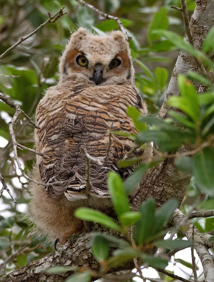 Great Horned Owl - Kenneth Butler
