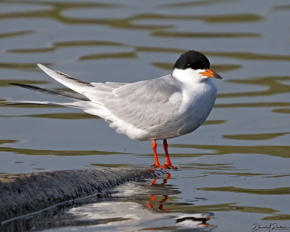 Forster's Tern - Dave Rintoul